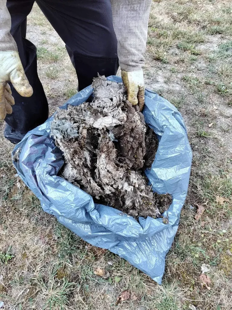 Kártevőirtási munkafotó – fészek eltávolítása
