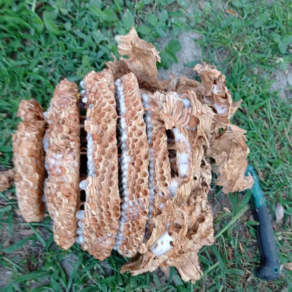 Kibontott lépek a fűben, méhraj befogása után